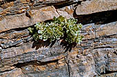 Sassifraga paniculata, Valbondione (Orobie)