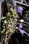 Campanula. Valbondione (Orobie)