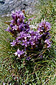 Genziana germanica, Valbondione (Orobie)