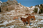 Ai piedi del monte campo ho incontrato un gruppo di cavalli al pascolo. Presolana