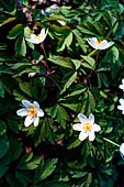 Bosco della Zelata (fiume Ticino) - Anemone Nemorosa.