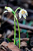 Woodland flower (Leucojum vernum)