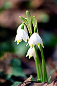 Woodland flower (Leucojum vernum)