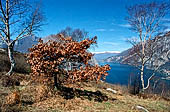 Il lago di Como visto dal monte Barro