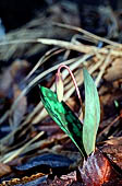 Woodland flower