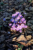 Woodland flower (Anemone Epatica)