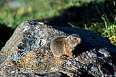 Valtellina - Marmotta. 