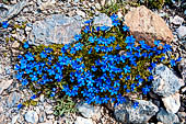 Valtellina - Genziana bavarica