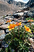 Valtellina - Anemone delle Alpi, Pulsatilla alpina