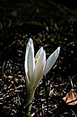 Val Veddasca - Croco (Crocus albiflorus).