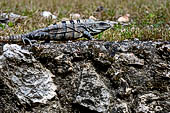 Chichen Itza - Court of the Thousand Columns. Iguana among the ruins.