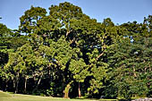 Palenque - The lush, deep forest where the ruins are immersed.