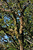 Palenque - The lush, deep forest where the ruins are immersed.