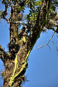 Palenque - The lush, deep forest where the ruins are immersed.