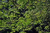 Palenque - The lush, deep forest where the ruins are immersed.