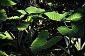 Palenque - The lush, deep forest where the ruins are immersed.