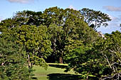 Palenque - The lush, deep forest where the ruins are immersed.