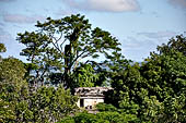 Palenque - The lush, deep forest where the ruins are immersed.