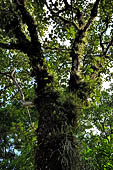 Palenque - The lush, deep forest where the ruins are immersed.