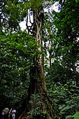 Palenque - The lush, deep forest where the ruins are immersed.