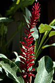 Palenque - Heliconia flower, common on tropical forests.