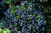 Lithodora rosmarinifolia dalle corolle azzurro cupo, forse il pi bell'endemismo di Capri.