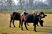 Chitwan - The plains of the area are flooded during the tropical monsoon time.