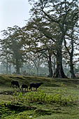 Chitwan - The plains of the area are flooded during the tropical monsoon time.