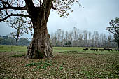 Chitwan - The plains of the area are flooded during the tropical monsoon time.