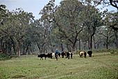 Chitwan - The plains of the area are flooded during the tropical monsoon time.