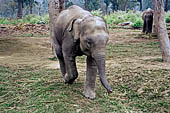 Chitwan - The elephants breeding centre.