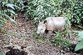 Royal Chitwan National Park - the one-horned rhinoceros. 