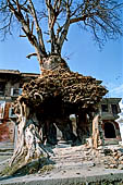 Gokarna Mahadev - shivalayas (lingam shelters) completely taken over by the roots of a pipal tree (ficus religiosa).