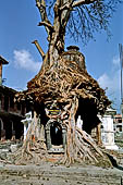 Gokarna Mahadev - shivalayas (lingam shelters) completely taken over by the roots of a pipal tree (ficus religiosa).