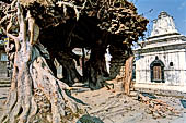 Gokarna Mahadev - shivalayas (lingam shelters) completely taken over by the roots of a pipal tree (ficus religiosa).