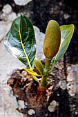 Orissa Koraput district - Jackfruit.