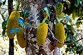 Orissa Koraput district - Jackfruit.