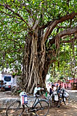 Orissa - Bhubaneswar, the large banyan tree near the Parsurameswar Mandir.