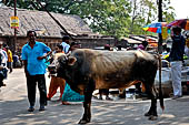 Orissa - Bhubaneswar, pilgrims, mendicants and colourful stalls near Lingaraja.