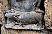 Hirapur - the Sixtyfour Yoginis Temple, detail of the mount of the Yogini n 9 (clockwise) a buffalo.