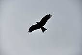 Orissa - Puri, kite flying over the beach 