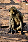 Orissa - Bhubaneswar. Monkeys on the Udaigiri cave.