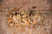 Khandagiri hill, Tatowa Gumpha n.2  the 'Parrot Cave', floral motif.