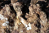 Udayagiri - Udayagiri II excavations. Detail of the four-armed Avalokitesvara statue in the field near Monastery n 2. 