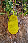 Udayagiri. Jackfruit tree.