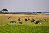 Orissa - The village of Hirapur. 