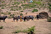 Orissa - Village life, along the way to Ratnagiri. 