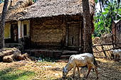 Orissa - Village life, along the road from Bhubaneswar to Puri. 