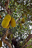 Orissa - village near Raghurajpur. Jackfruit tree.