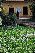 Orissa - traditional Brahmin villages near Puri. Water hyacinth filling the village water tank. 